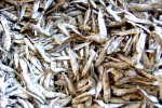 Dried Boiled Kembong Fish
