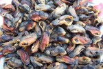 Dried Mussel (Whole)